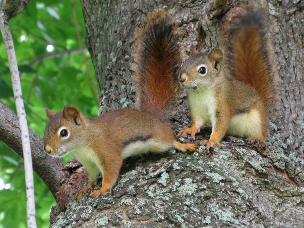 Squirrel Removal Rochester, NY | Eviction Nuisance Wildlife Control