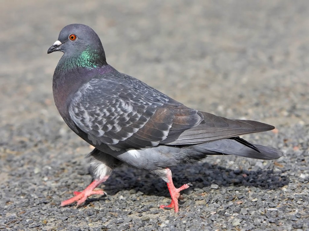 Pigeons Rochester, NY | Eviction Nuisance Wildlife Control